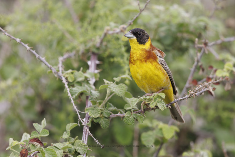 Black-headed bunting - Emberiza melanocepahala