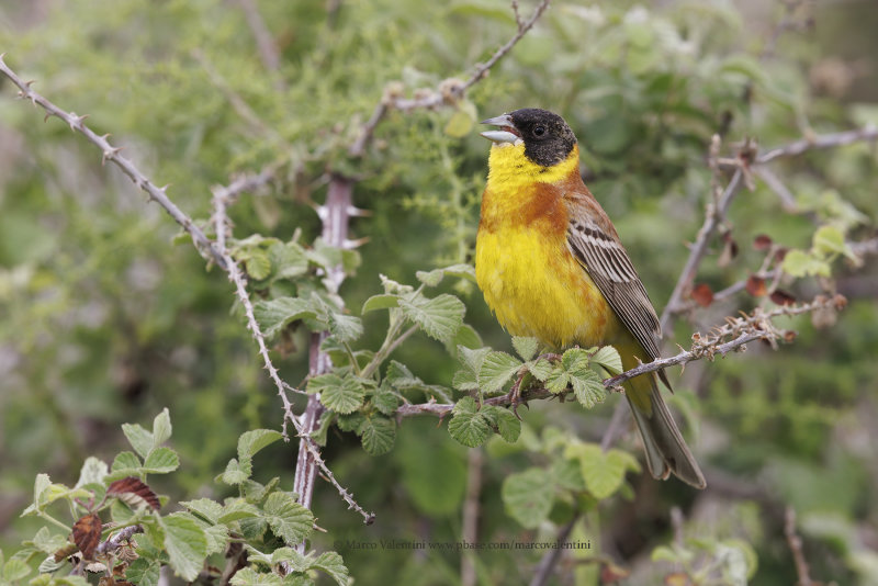Black-headed bunting - Emberiza melanocepahala