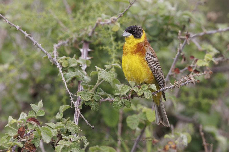 Black-headed bunting - Emberiza melanocepahala