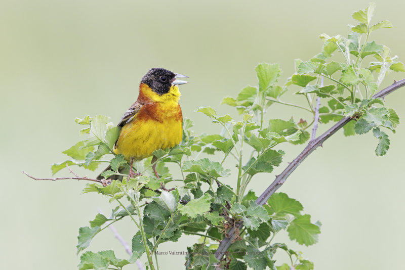 Black-headed bunting - Emberiza melanocepahala
