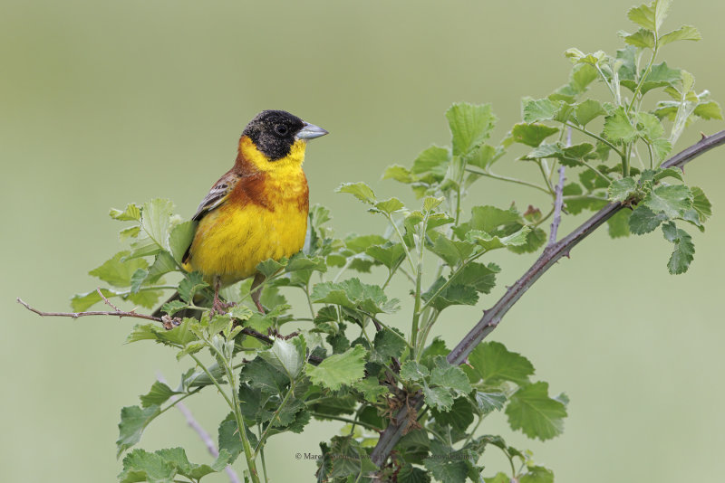 Black-headed bunting - Emberiza melanocepahala
