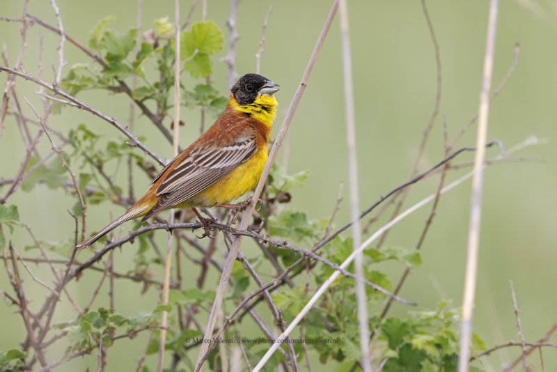 Black-headed bunting - Emberiza melanocepahala