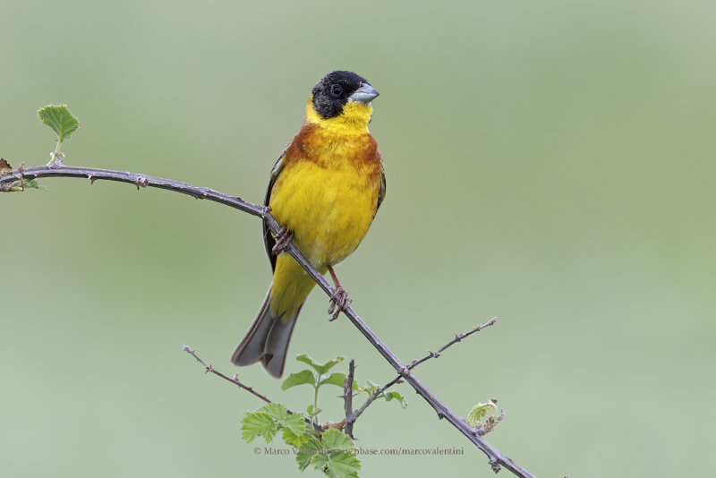 Black-headed bunting - Emberiza melanocepahala
