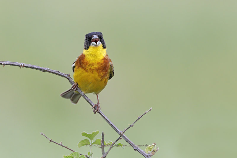 Black-headed bunting - Emberiza melanocepahala