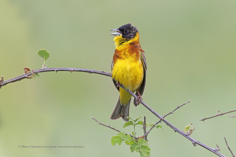 Black-headed bunting - Emberiza melanocepahala