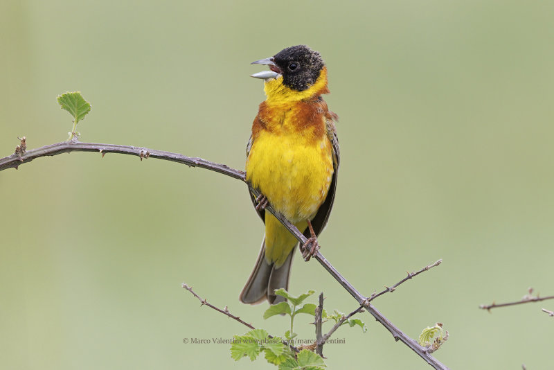Black-headed bunting - Emberiza melanocepahala