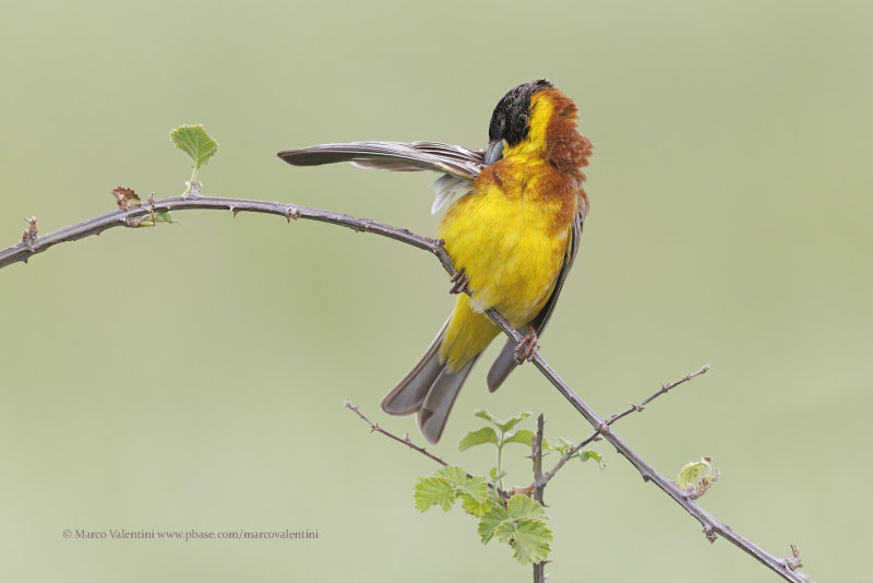 Black-headed bunting - Emberiza melanocepahala
