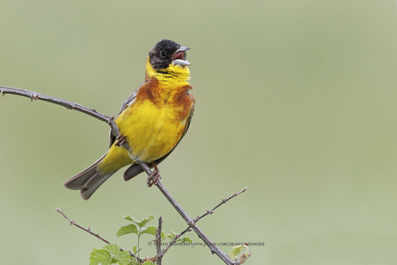 Black-headed bunting - Emberiza melanocepahala