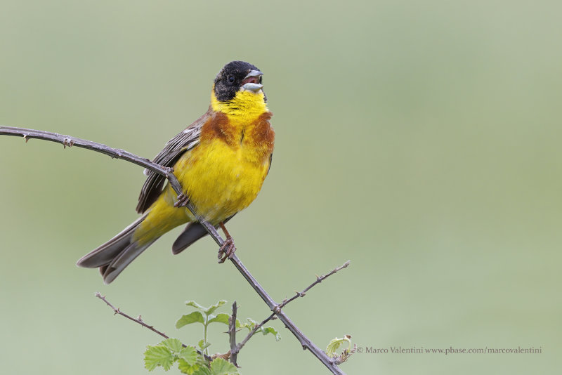 Black-headed bunting - Emberiza melanocepahala