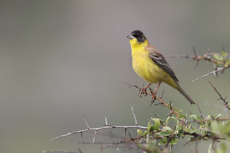 Black-headed bunting - Emberiza melanocepahala