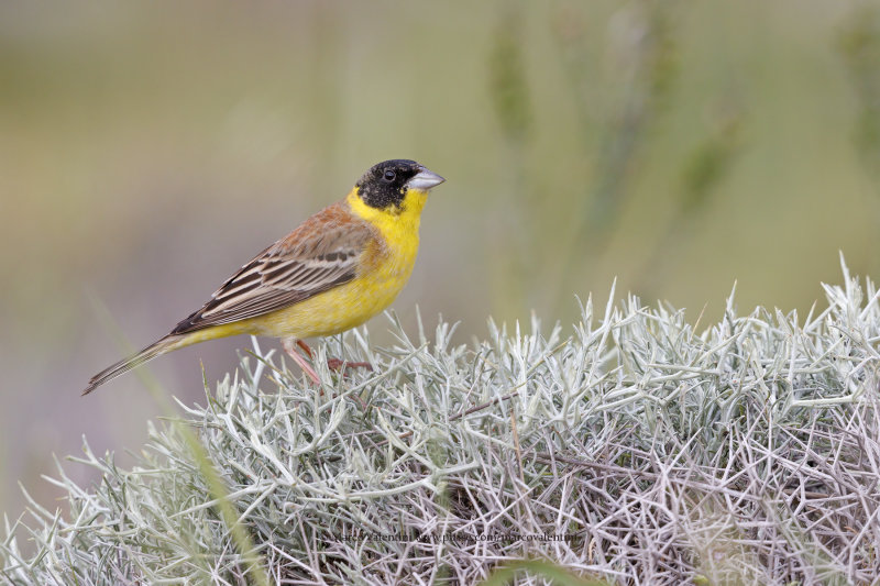 Black-headed bunting - Emberiza melanocepahala