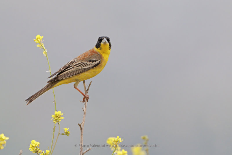 Black-headed bunting - Emberiza melanocepahala
