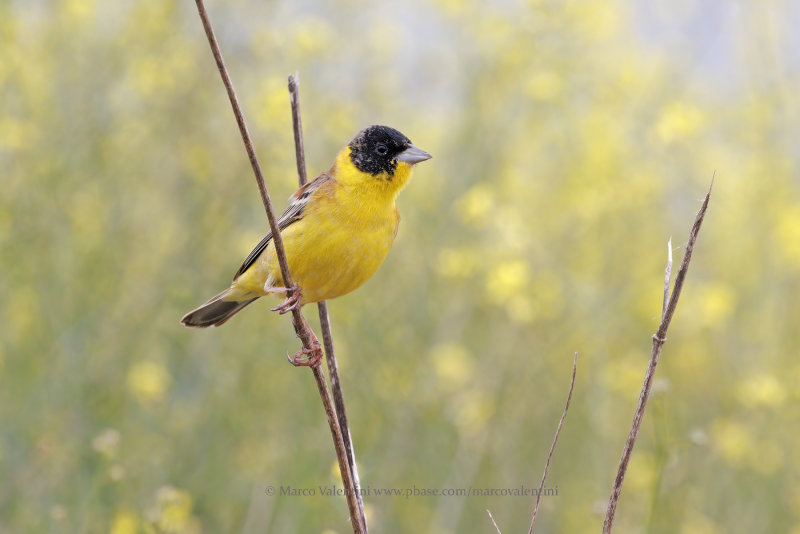 Black-headed bunting - Emberiza melanocepahala