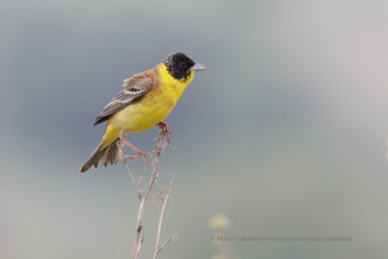 Black-headed bunting - Emberiza melanocepahala