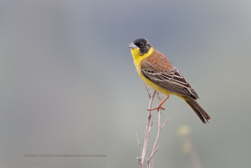 Black-headed bunting - Emberiza melanocepahala