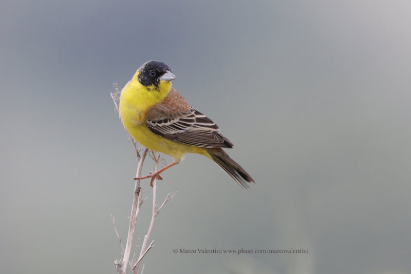 Black-headed bunting - Emberiza melanocepahala
