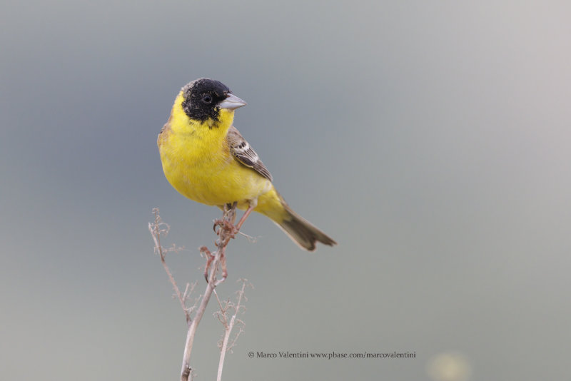 Black-headed bunting - Emberiza melanocepahala