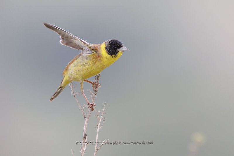 Black-headed bunting - Emberiza melanocepahala