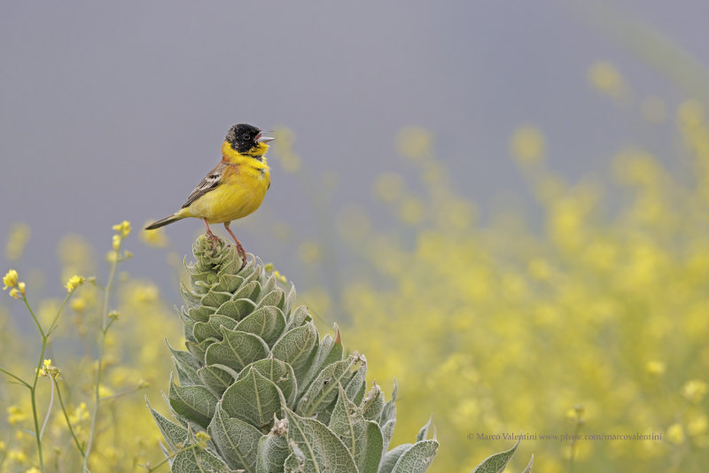 Black-headed bunting - Emberiza melanocepahala