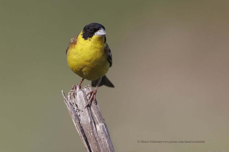 Black-headed bunting - Emberiza melanocepahala