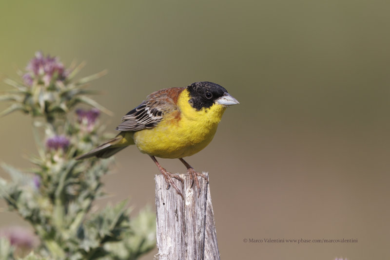 Black-headed bunting - Emberiza melanocepahala