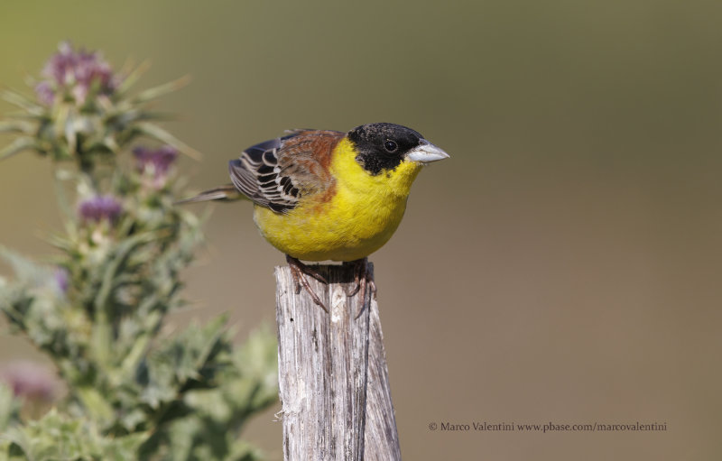 Black-headed bunting - Emberiza melanocepahala