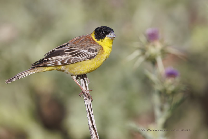 Black-headed bunting - Emberiza melanocepahala