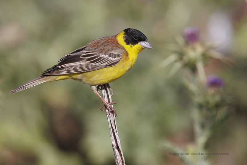 Black-headed bunting - Emberiza melanocepahala