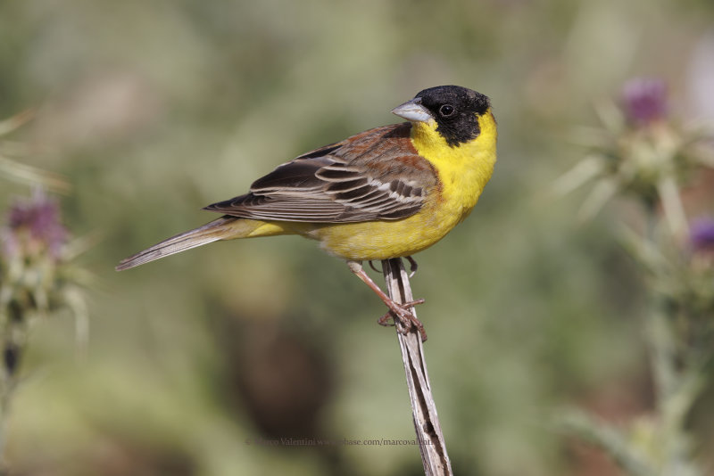 Black-headed bunting - Emberiza melanocepahala