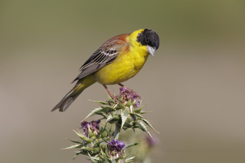 Black-headed bunting - Emberiza melanocepahala