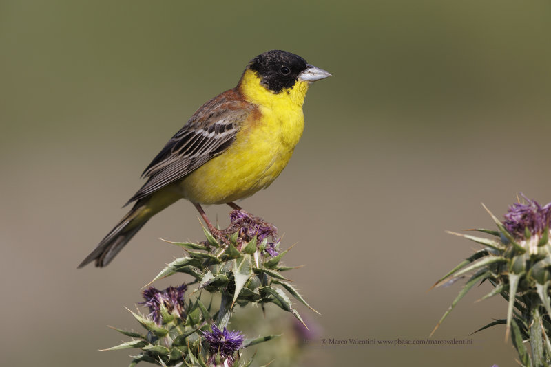 Black-headed bunting - Emberiza melanocepahala