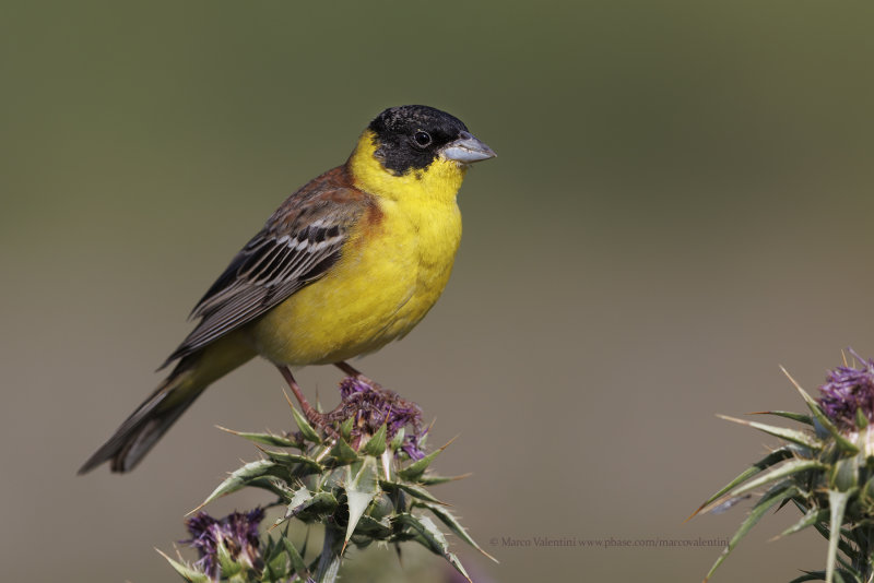 Black-headed bunting - Emberiza melanocepahala