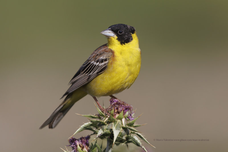 Black-headed bunting - Emberiza melanocepahala