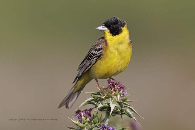 Black-headed bunting - Emberiza melanocepahala