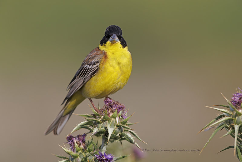 Black-headed bunting - Emberiza melanocepahala