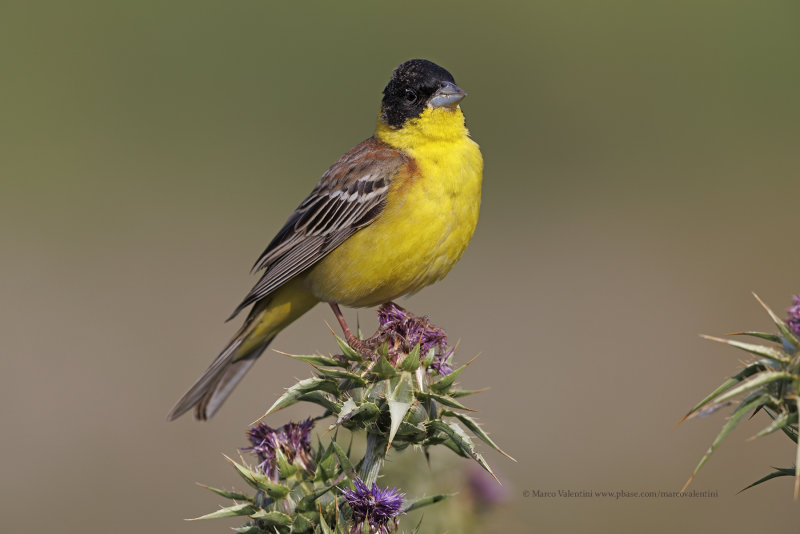 Black-headed bunting - Emberiza melanocepahala