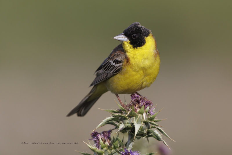 Black-headed bunting - Emberiza melanocepahala