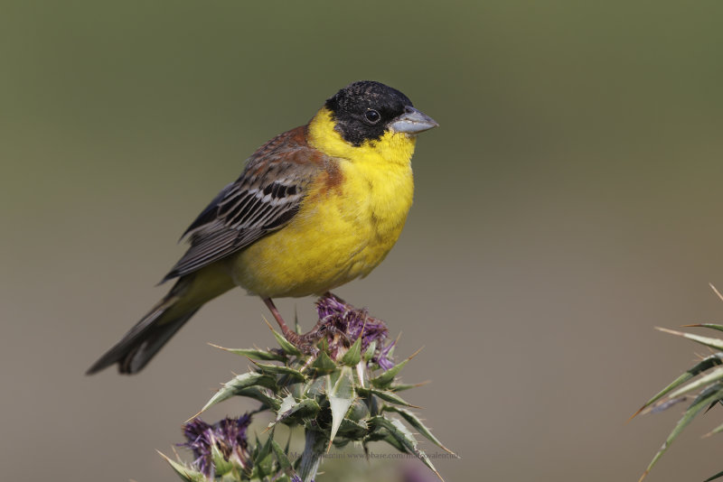 Black-headed bunting - Emberiza melanocepahala