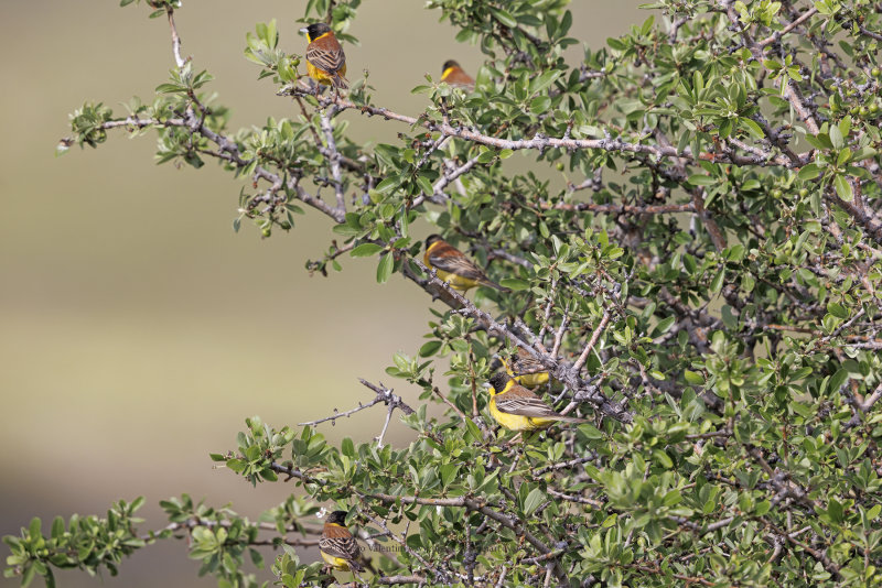 Black-headed bunting - Emberiza melanocepahala