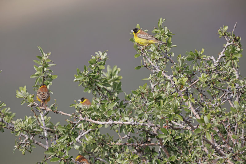 Black-headed bunting - Emberiza melanocepahala