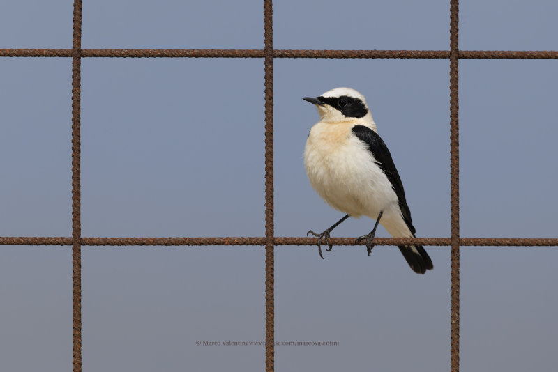 Eastern Black-eared Wheatear - Oenanthe melanoleuca