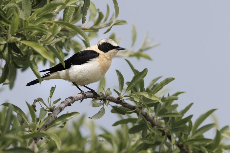 Eastern Black-eared Wheatear - Oenanthe melanoleuca