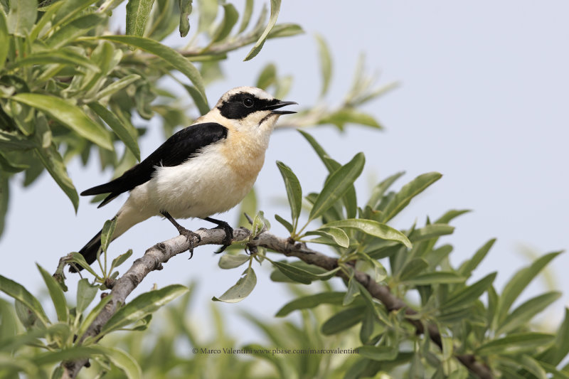 Eastern Black-eared Wheatear - Oenanthe melanoleuca