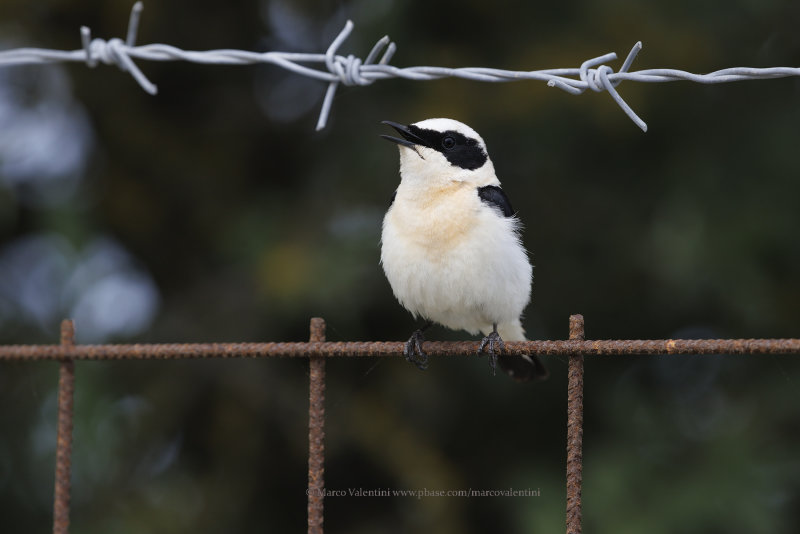 Eastern Black-eared Wheatear - Oenanthe melanoleuca