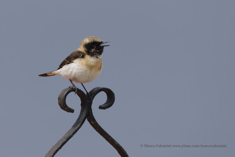 Eastern Black-eared Wheatear - Oenanthe melanoleuca