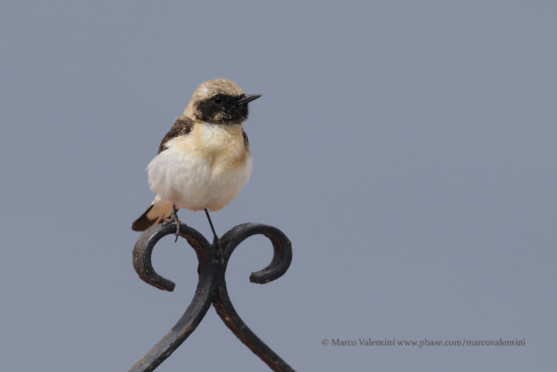 Eastern Black-eared Wheatear - Oenanthe melanoleuca