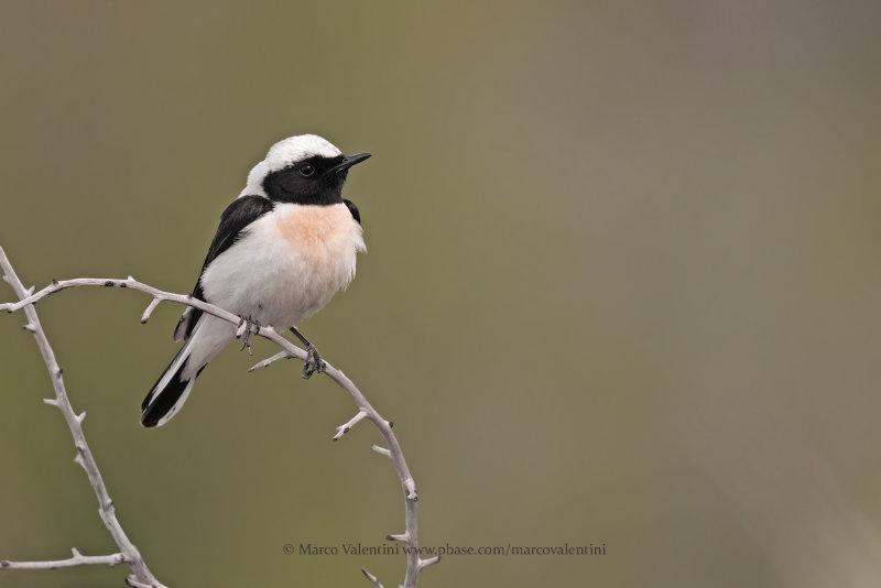 Eastern Black-eared Wheatear - Oenanthe melanoleuca