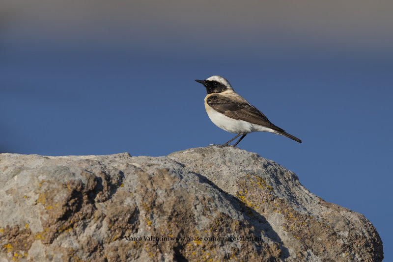 Eastern Black-eared Wheatear - Oenanthe melanoleuca