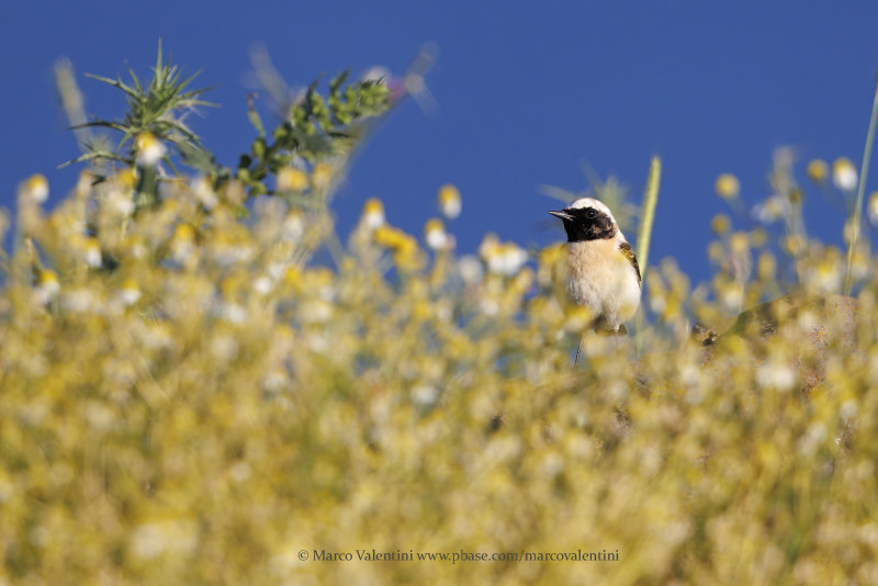 Eastern Black-eared Wheatear - Oenanthe melanoleuca