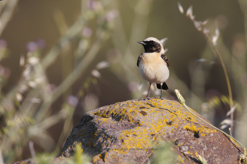 Eastern Black-eared Wheatear - Oenanthe melanoleuca